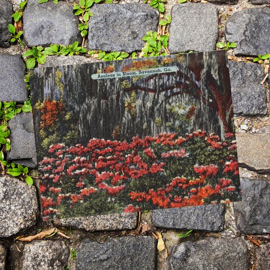 Savannah GAポストカードの開花のツツツジ ポストカード