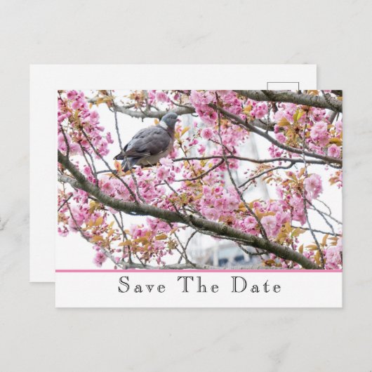 Save The Date 発表 ポストカード (正面/裏面)