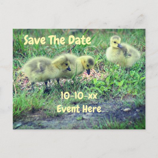 Save The Date Canada Geese Babies Nature  案内ポストカード (正面)