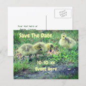 Save The Date Canada Geese Babies Nature  案内ポストカード (正面/裏面)