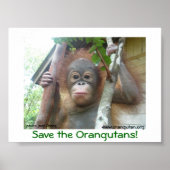 Save the Orangutans ポスター (正面)