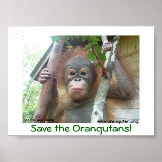 Save the Orangutans ポスター (正面)
