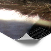 Savuka huging Oriole – ポスター (角)