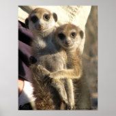 Savuka huging Oriole – ポスター (正面)