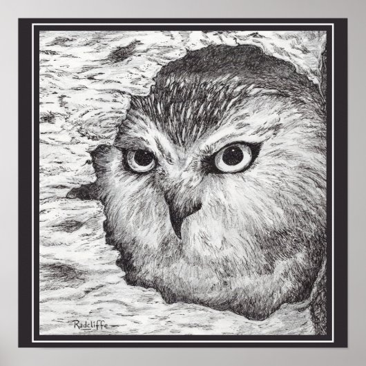 Saw-Whet Owl  ポスター (正面)