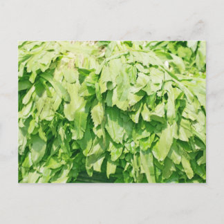 Sawtooth Coriander - Eryngium foetidum背景 ポストカード