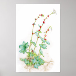 Saxifraga cernua 高山植物の水彩画アート ポスター