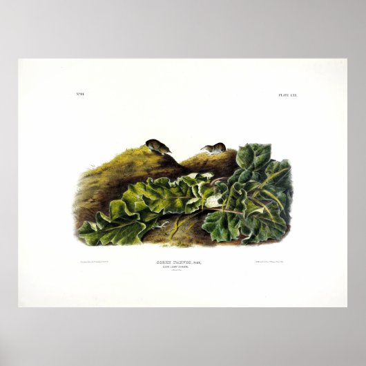 Say's Least ShrewまたはNorth American Least Shrew ポスター (正面)