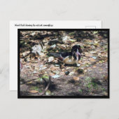 Scウッドアヒル葉書 ポストカード (正面/裏面)