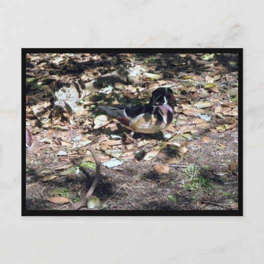 Scウッドアヒル葉書 ポストカード (正面)