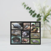 SCポストカードのカメ、テラピン、トルツ ポストカード (スタンド正面)