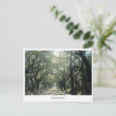 SC Oak Trees、チャールストン ポストカード (スタンド正面)