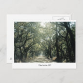 SC Oak Trees、チャールストン ポストカード (正面/裏面)