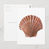 Scallop Shell ポストカード (正面/裏面)