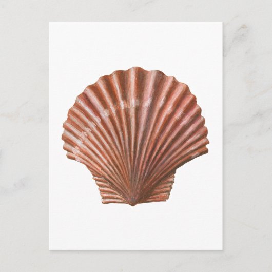 Scallop Shell ポストカード (正面)