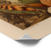 Scallopsシェルヴィンテージカラーイラストレーションプリント ポスター (角)