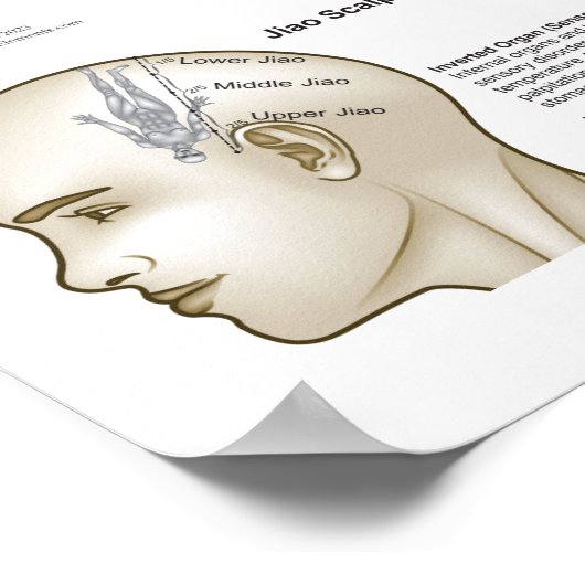 Scalp Head Acupuncture Points ポスター (角)