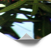 Scaly Breasted Lorikeet ポスター (角)