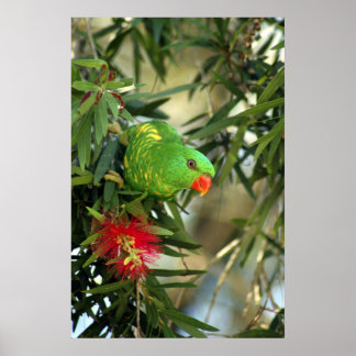 Scaly Breasted Lorikeet ポスター