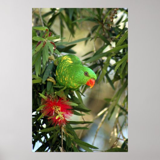 Scaly Breasted Lorikeet ポスター (正面)