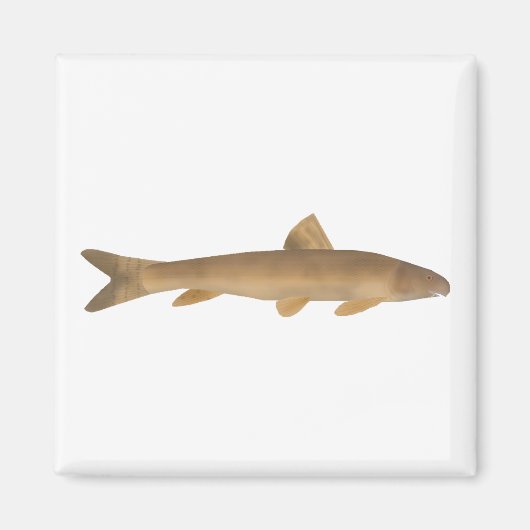 Scaly Osman マグネット (正面)