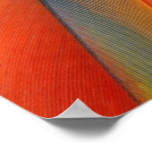 Scarlet Macaw feather design ポスター (角)