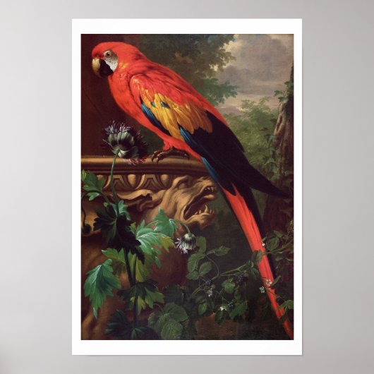 Scarlet Macaw in a Landscape (キャンバス上の油) ポスター (正面)