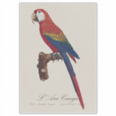 Scarlet Macaw or Red-Breasted Macaw, Ara macao シール (正面)