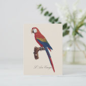 Scarlet Macaw or Red-Breasted Macaw, Ara macao ポストカード (スタンド正面)