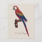 Scarlet Macaw or Red-Breasted Macaw, Ara macao ポストカード (正面)