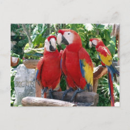 Scarlet Macawsはがき ポストカード
