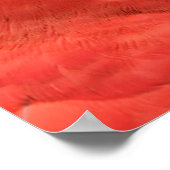 Scarlet Mackaw Photo ポスター (角)