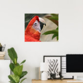 Scarlet Mackaw Photo ポスター (ホームオフィス)