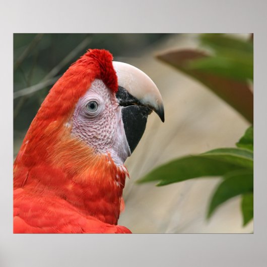 Scarlet Mackaw Photo ポスター (正面)