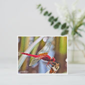 Scarlet Skimmer ポストカード (スタンド正面)