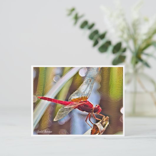 Scarlet Skimmer ポストカード (スタンド正面)