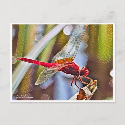 Scarlet Skimmer ポストカード (正面)