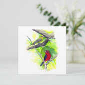 Scarlet Tanager +ペア ノートカード (スタンド正面)