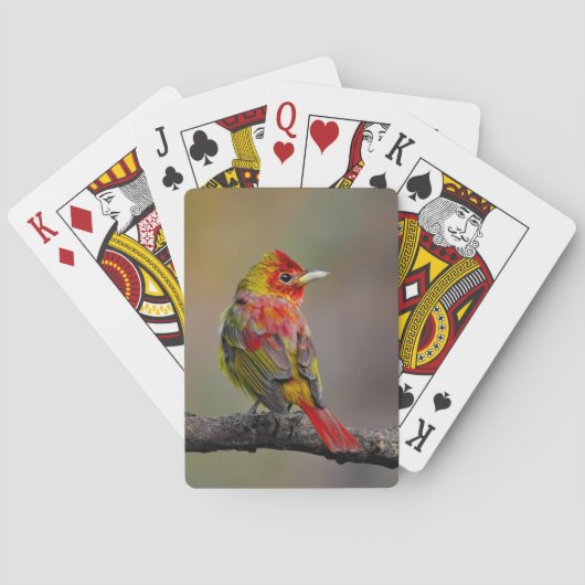  Scarlet Tanager 換羽 - オリジナル写真 トランプ (裏面)