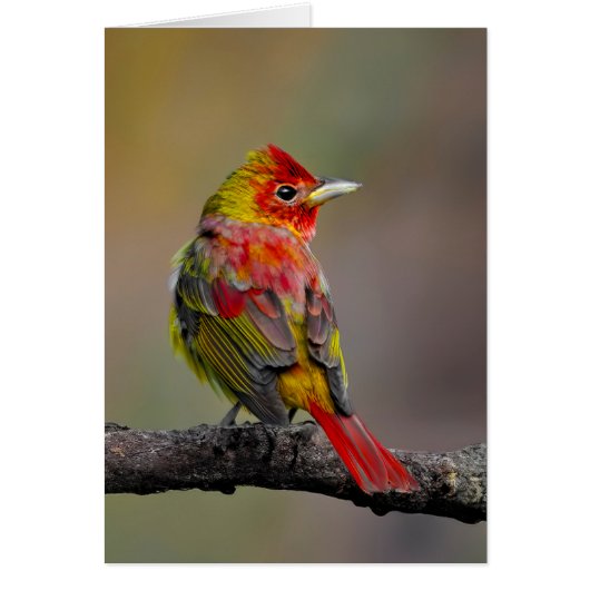 Scarlet Tanager Molting - オリジナル写真 (正面)
