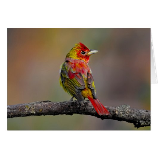  Scarlet Tanager Molting - オリジナル写真 (正面横)