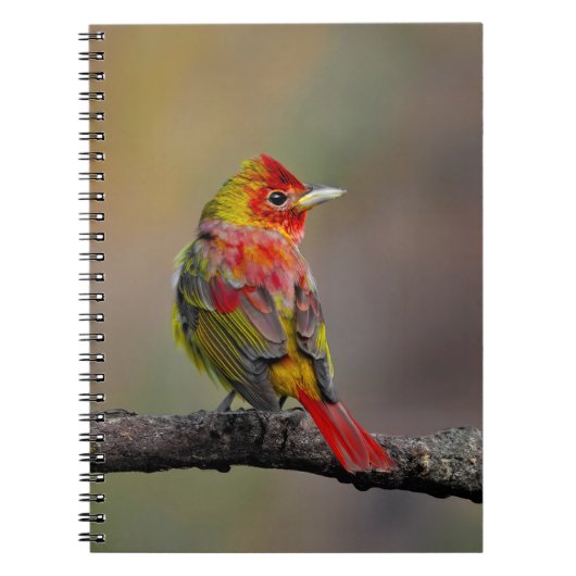 Scarlet Tanager Molting - オリジナル写真 ノートブック (正面)