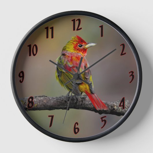 Scarlet Tanager Molting - オリジナル写真 壁時計 (正面)