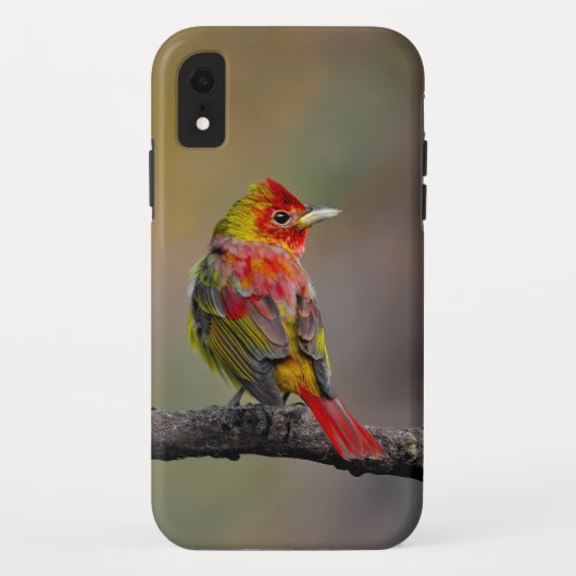  Scarlet Tanager Molting - オリジナル写真 Case-Mate iPhoneケース (裏面)