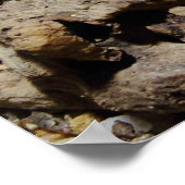 Sceloporus cyanogenys ポスター (角)