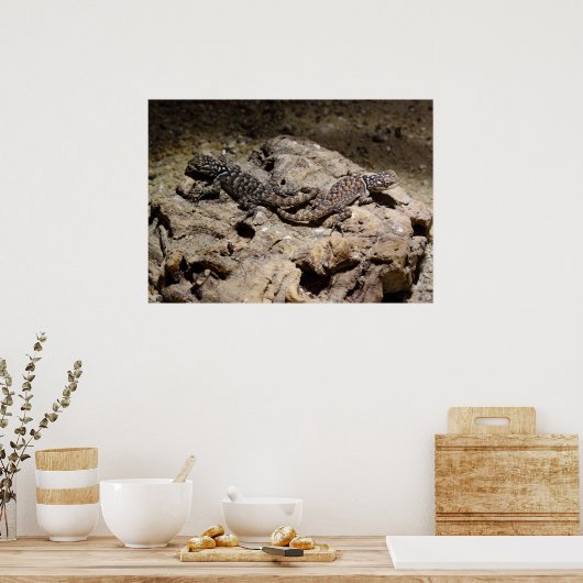 Sceloporus cyanogenys ポスター (キッチン)