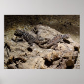 Sceloporus cyanogenys ポスター (正面)