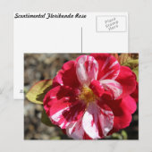 Scentimental Floribundaバラ# 5 ポストカード (正面/裏面)