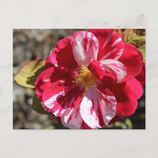 Scentimental Floribundaバラ# 5 ポストカード (正面)