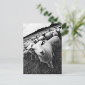 Schafe ポストカード (スタンド正面)